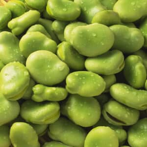 FROZEN GREEN BROAD BEANS