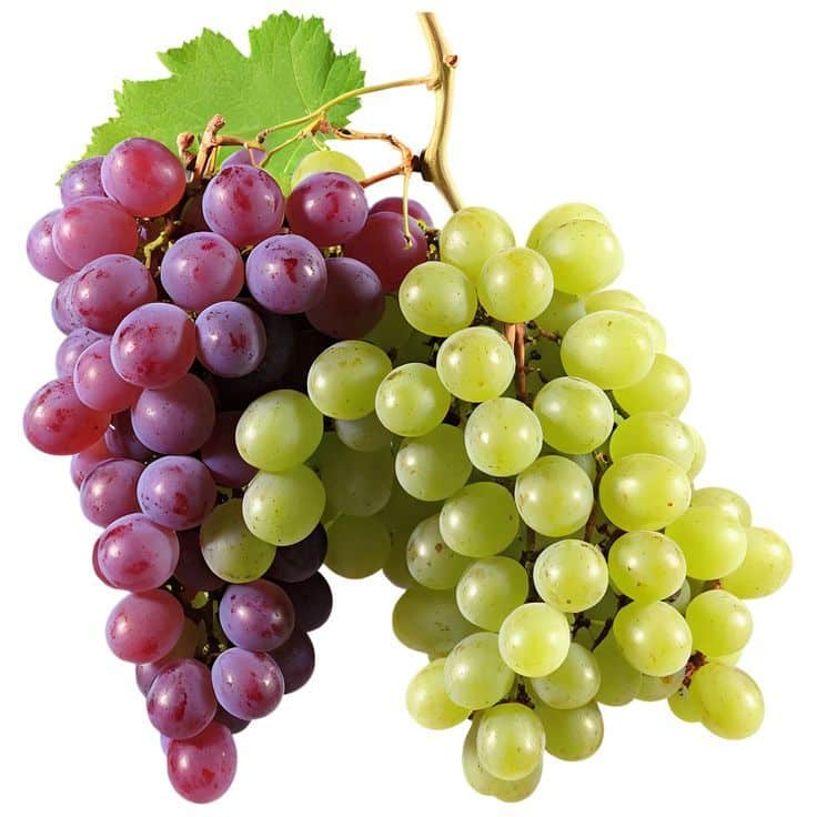 عنب Seedless عنب Seedless