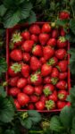 فراولة Fresh